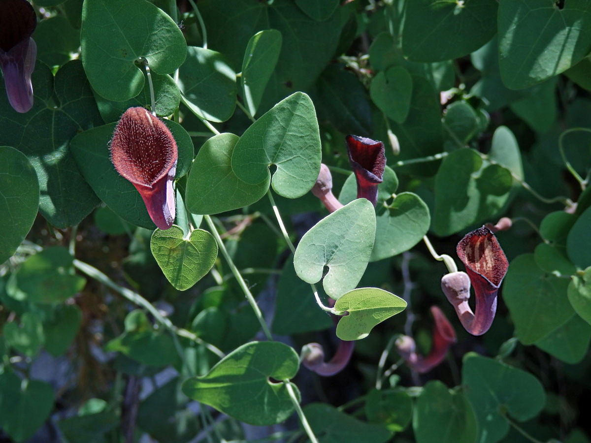 Podražec jepičí (Aristolochia baetica L.)