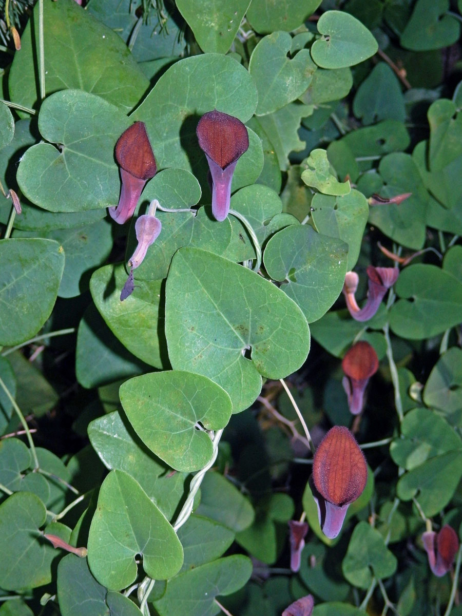 Podražec jepičí (Aristolochia baetica L.)