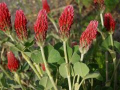 Jetel inkarnát (Trifolium incarnatum L.)