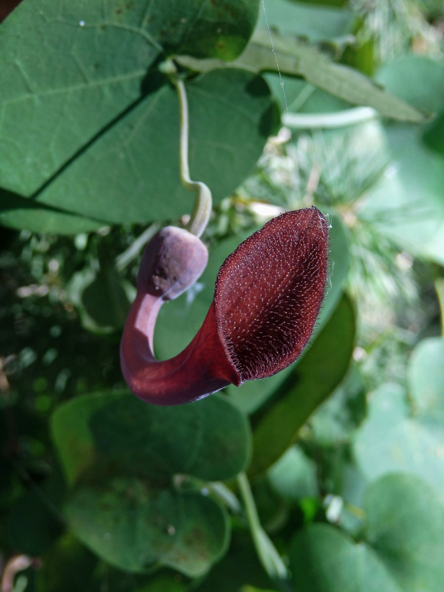 Podražec jepičí (Aristolochia baetica L.)