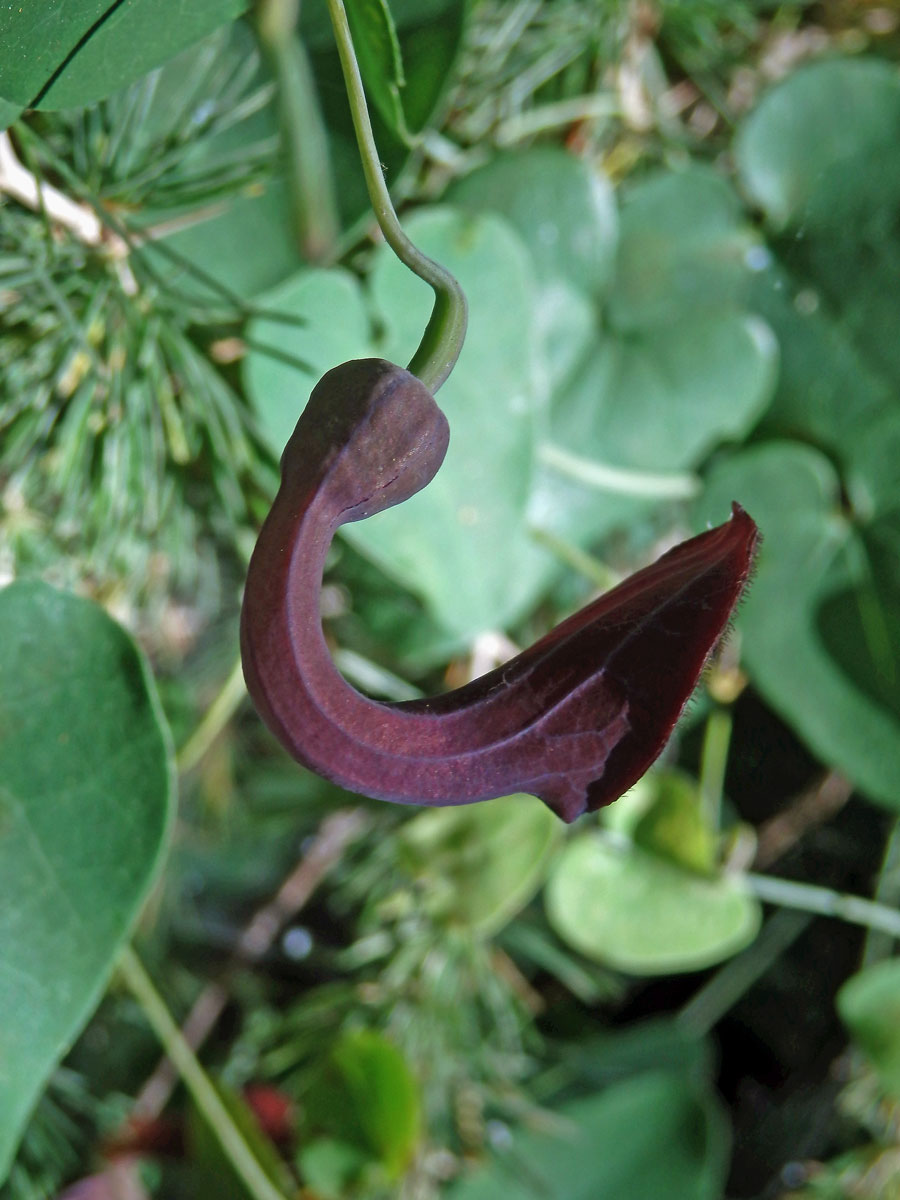 Podražec jepičí (Aristolochia baetica L.)