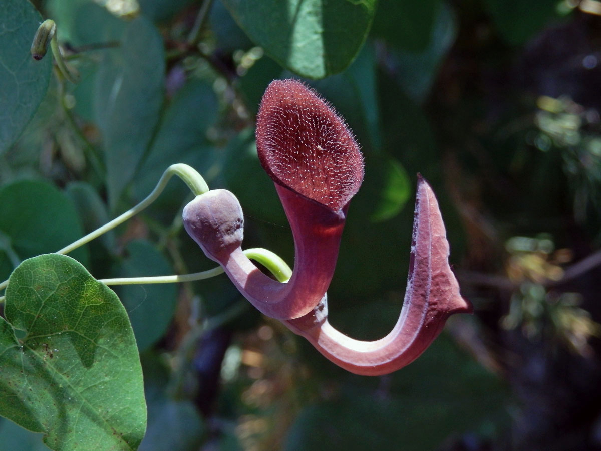 Podražec jepičí (Aristolochia baetica L.)