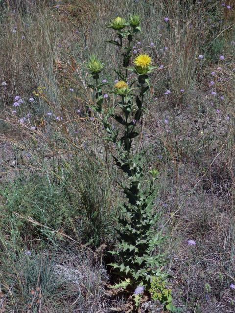 Světlice (Carthamus arborescens L.)