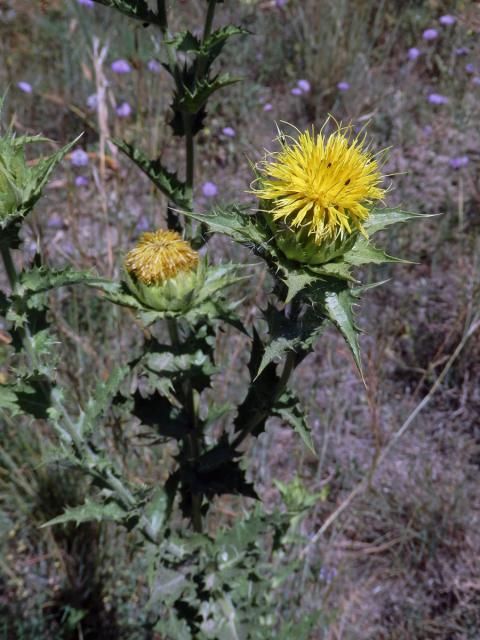 Světlice (Carthamus arborescens L.)