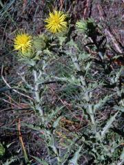 Světlice (Carthamus arborescens L.)