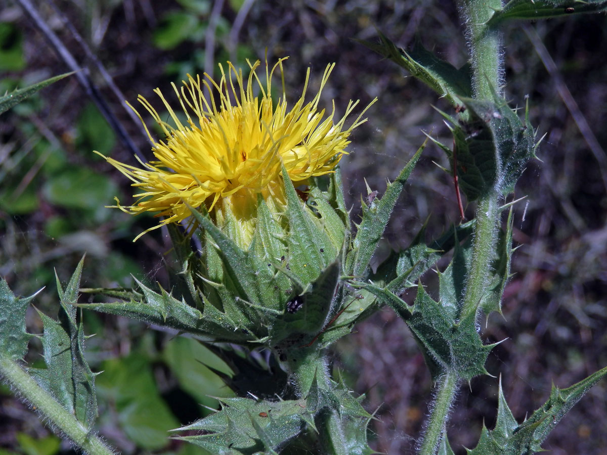 Světlice (Carthamus arborescens L.)