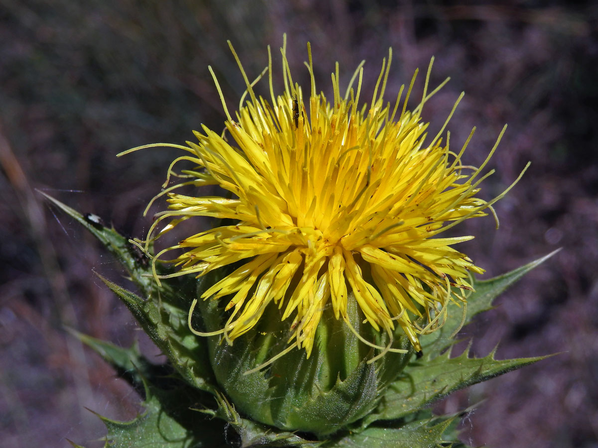 Světlice (Carthamus arborescens L.)