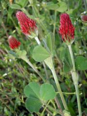 Jetel inkarnát (Trifolium incarnatum L.)