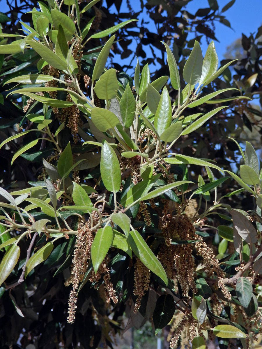 Dub cesmínovitý (Quercus ilex L.)