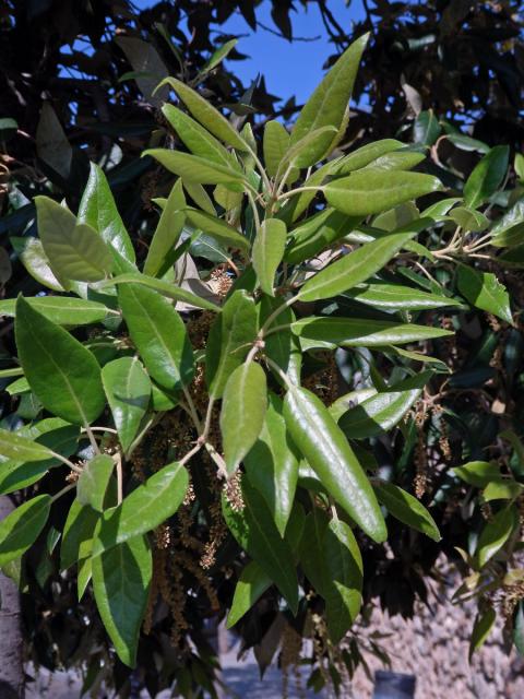 Dub cesmínovitý (Quercus ilex L.)