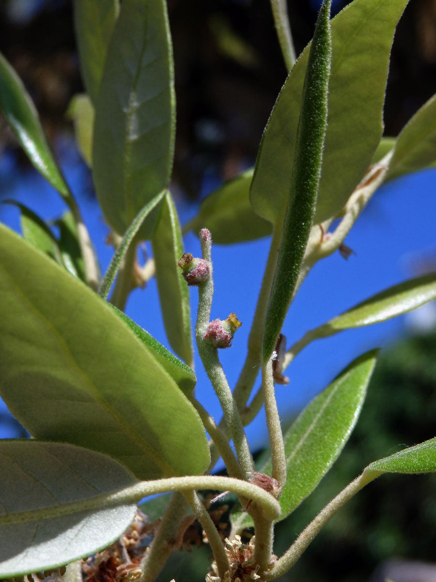 Dub cesmínovitý (Quercus ilex L.)