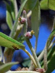 Dub cesmínovitý (Quercus ilex L.)