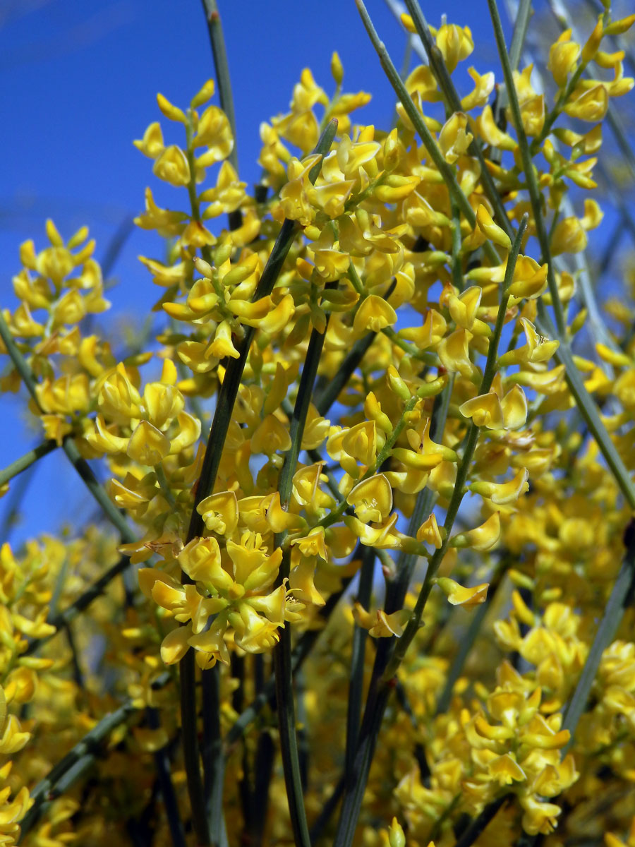 Retama (Retama sphaerocarpa (L.) Boiss.)