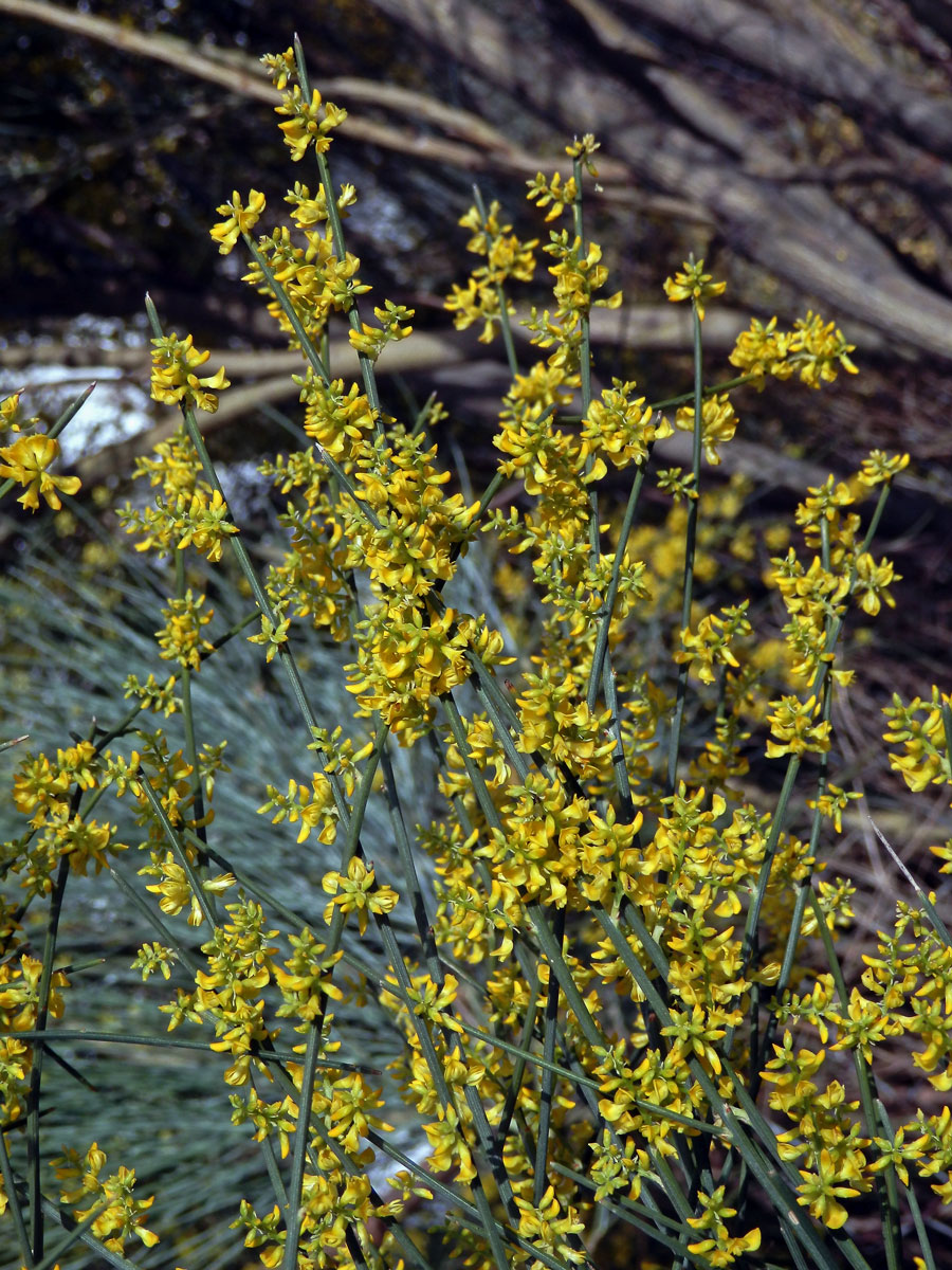 Retama (Retama sphaerocarpa (L.) Boiss.)