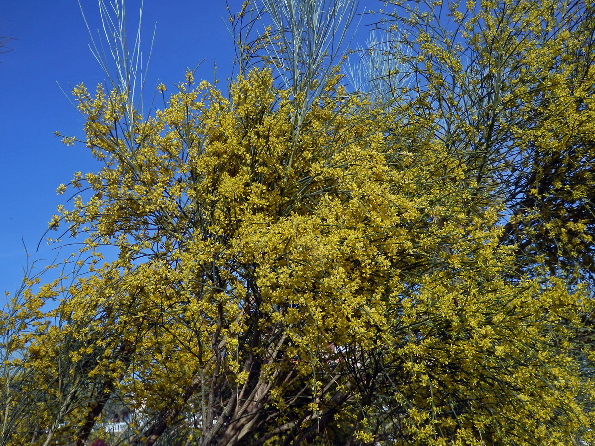 Retama (Retama sphaerocarpa (L.) Boiss.)