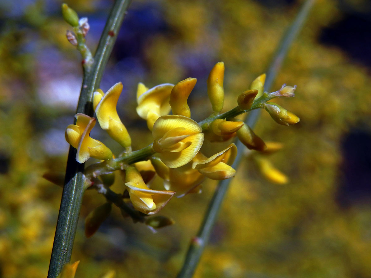 Retama (Retama sphaerocarpa (L.) Boiss.)