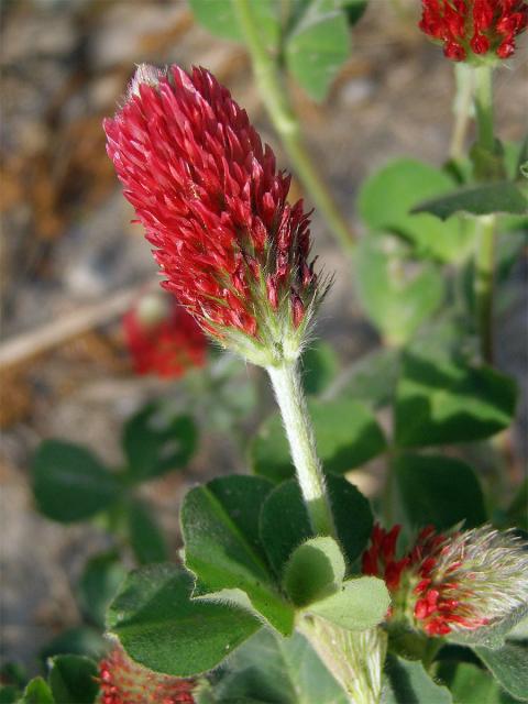 Jetel inkarnát (Trifolium incarnatum L.)