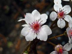 Darmera štítná (Darmera peltata (Torr.) Engl), vícečetný květ (1)