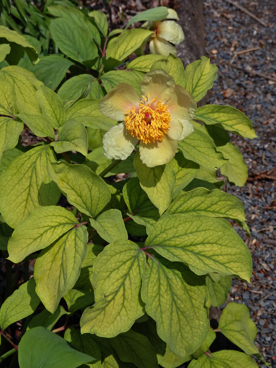 Pivoňka Mlokosewitschova (Paeonia mlokosewitschii Lomakin)