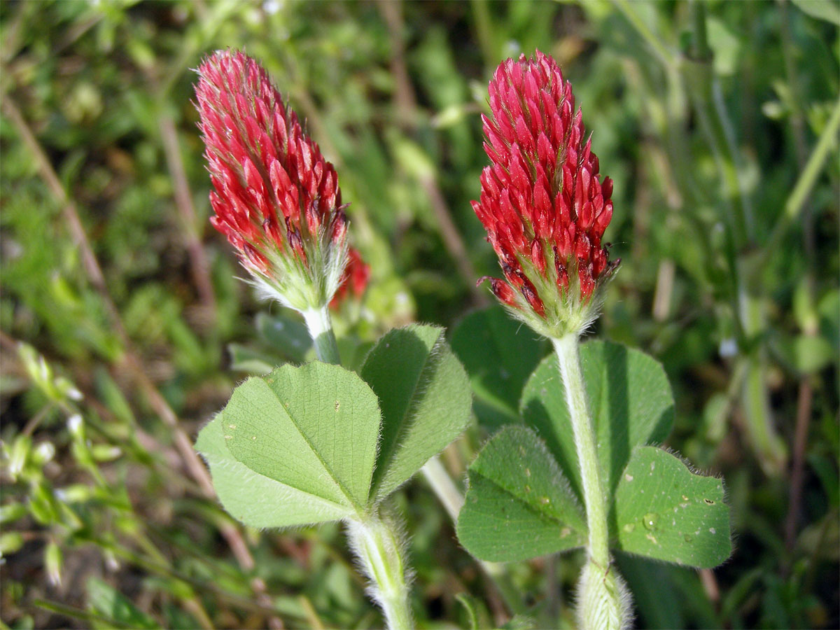 Jetel inkarnát (Trifolium incarnatum L.)