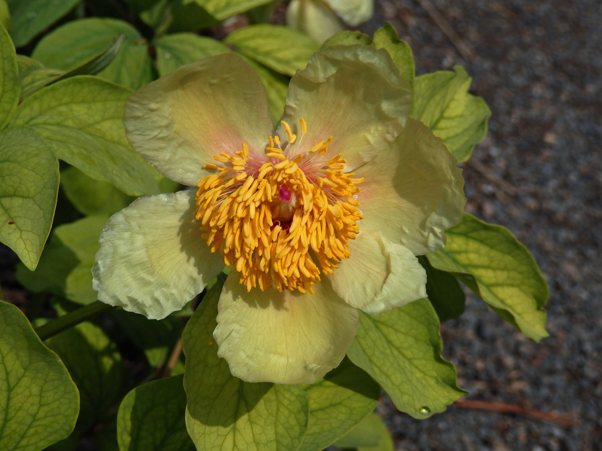 Pivoňka Mlokosewitschova (Paeonia mlokosewitschii Lomakin)