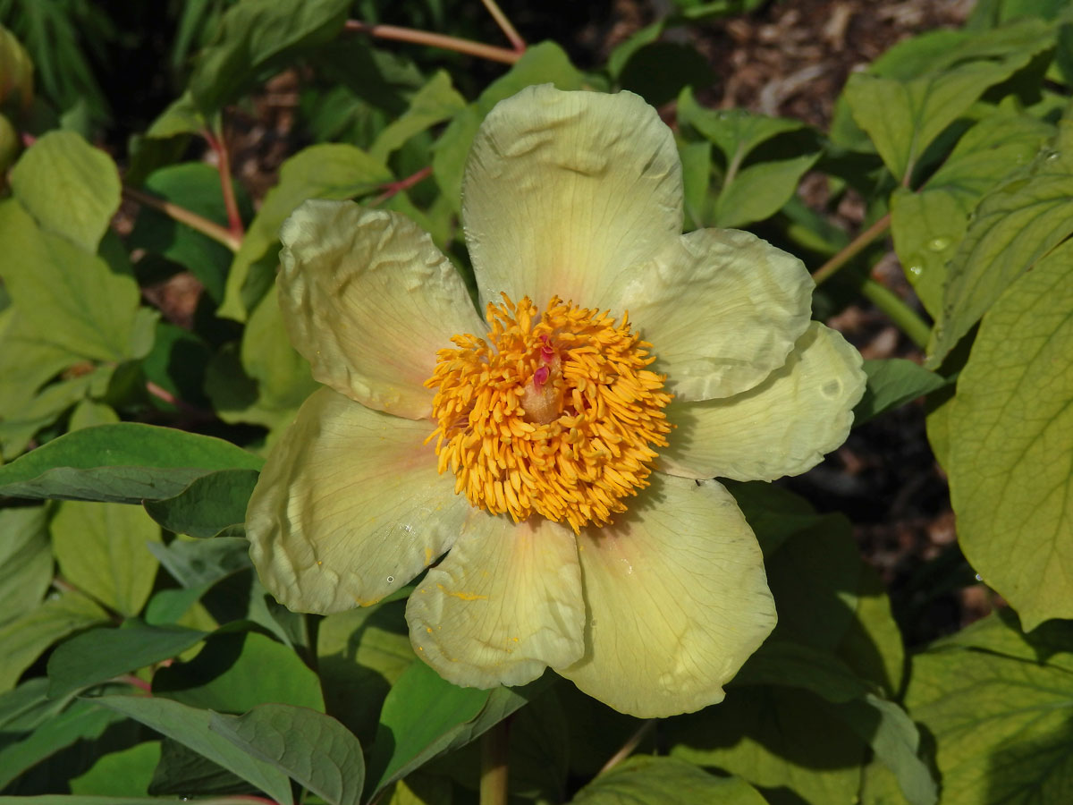 Pivoňka Mlokosewitschova (Paeonia mlokosewitschii Lomakin)