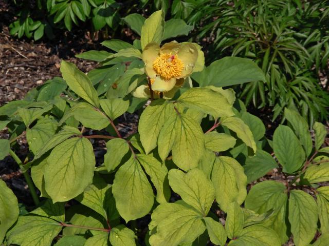 Pivoňka Mlokosewitschova (Paeonia mlokosewitschii Lomakin)