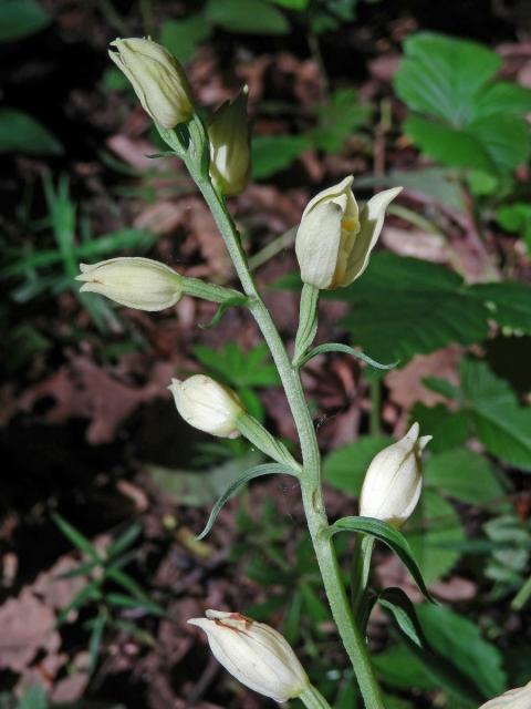 Okrotice bílá (Cephalanthera damasonium (Mill.) Druce)