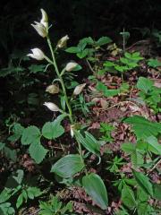 Okrotice bílá (Cephalanthera damasonium (Mill.) Druce)