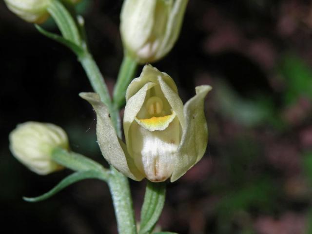 Okrotice bílá (Cephalanthera damasonium (Mill.) Druce)