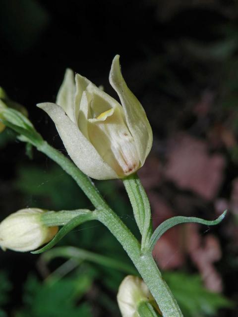 Okrotice bílá (Cephalanthera damasonium (Mill.) Druce)