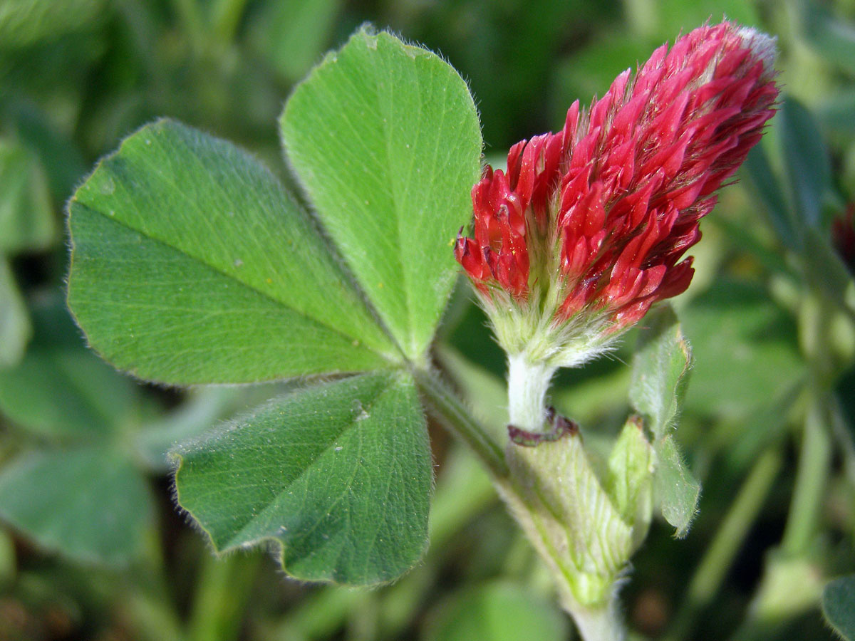 Jetel inkarnát (Trifolium incarnatum L.)