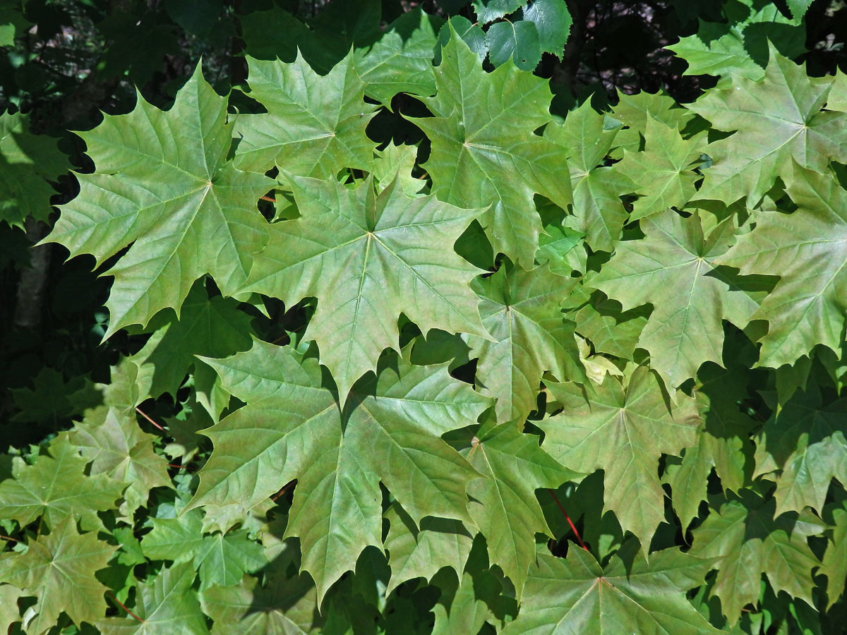 Javor mléč (Acer platanoides L.)