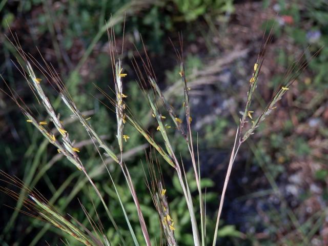 Vousatice chlupatá (Hyparrhenia hirta (L.) Stapf)