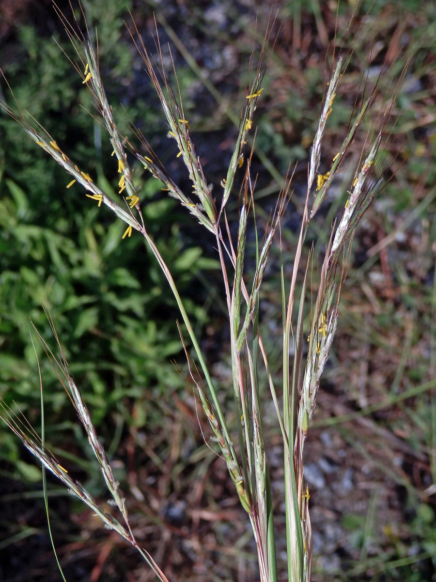 Vousatice chlupatá (Hyparrhenia hirta (L.) Stapf)