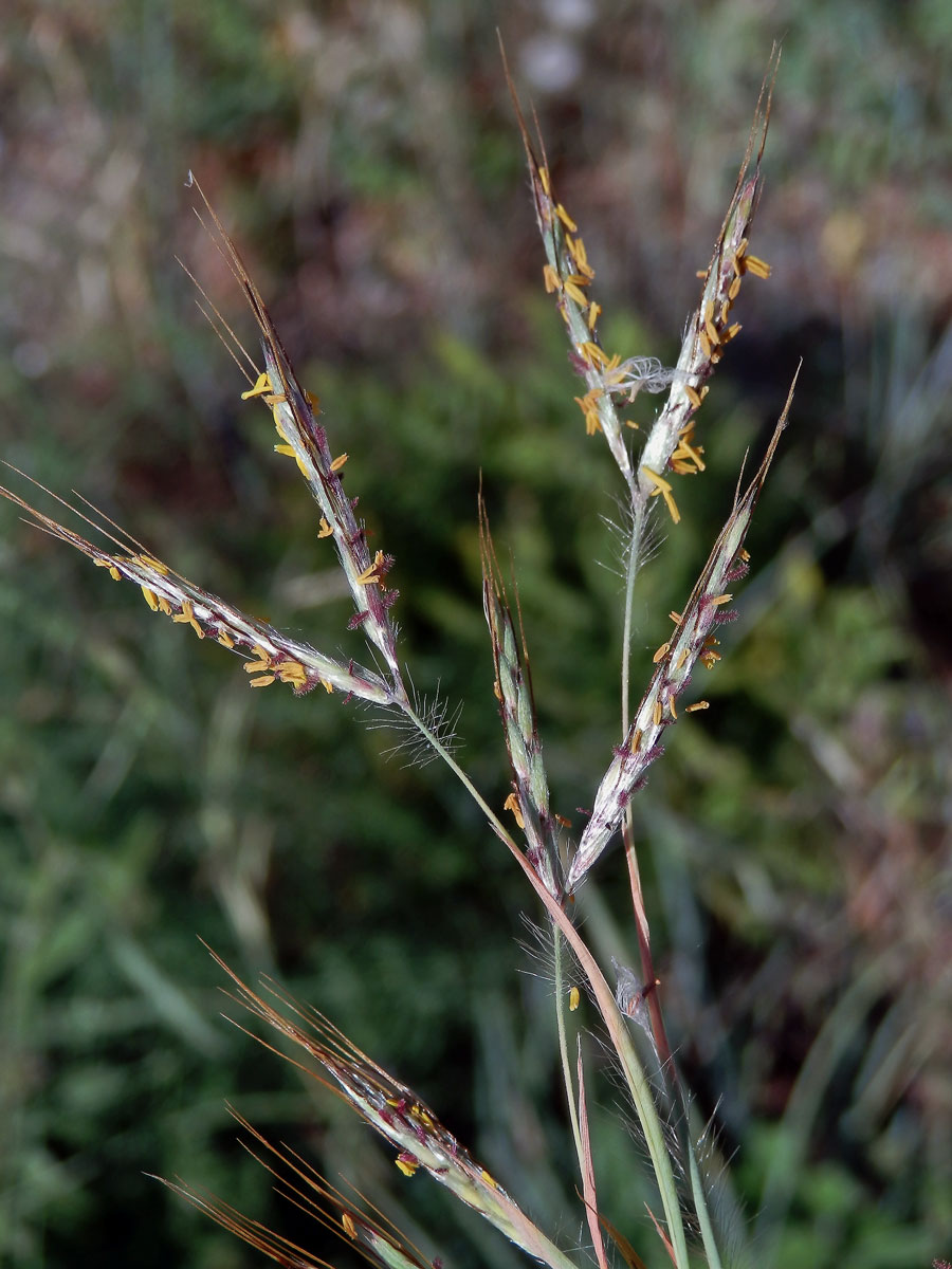 Vousatice chlupatá (Hyparrhenia hirta (L.) Stapf)