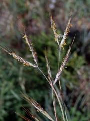 Vousatice chlupatá (Hyparrhenia hirta (L.) Stapf)