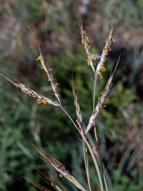 Vousatice chlupatá (Hyparrhenia hirta (L.) Stapf)