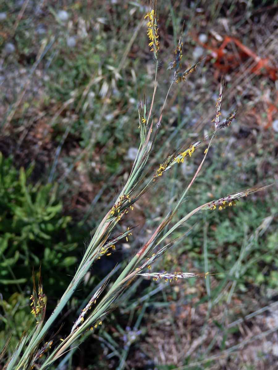 Vousatice chlupatá (Hyparrhenia hirta (L.) Stapf)