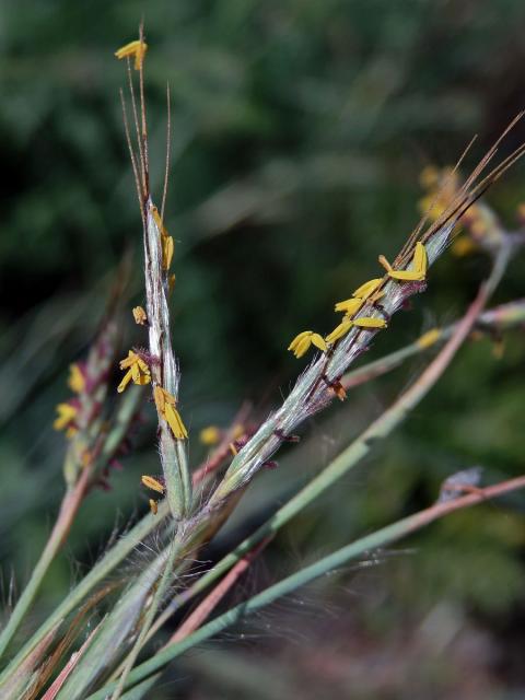 Vousatice chlupatá (Hyparrhenia hirta (L.) Stapf)