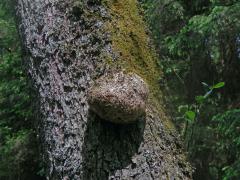 Tumor na olši lepkavé (Alnus glutinosa (L.) Gaertn.) (12)