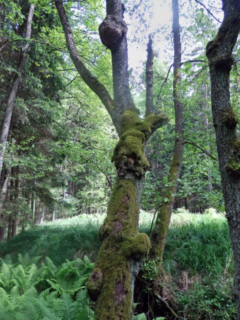 Tumor na olši lepkavé (Alnus glutinosa (L.) Gaertn.) (13a)