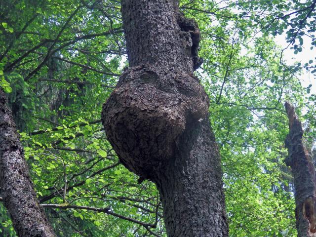 Tumor na olši lepkavé (Alnus glutinosa (L.) Gaertn.) (13e)