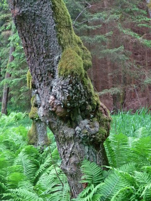 Tumor na olši lepkavé (Alnus glutinosa (L.) Gaertn.) (13c)