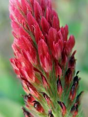 Jetel inkarnát (Trifolium incarnatum L.)