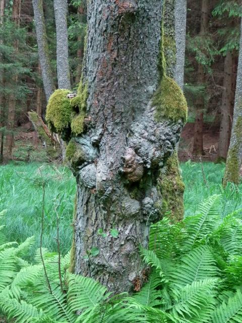 Tumor na olši lepkavé (Alnus glutinosa (L.) Gaertn.) (13d)