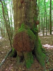 Nádor na buku lesním (Fagus sylvatica L.) (22c)