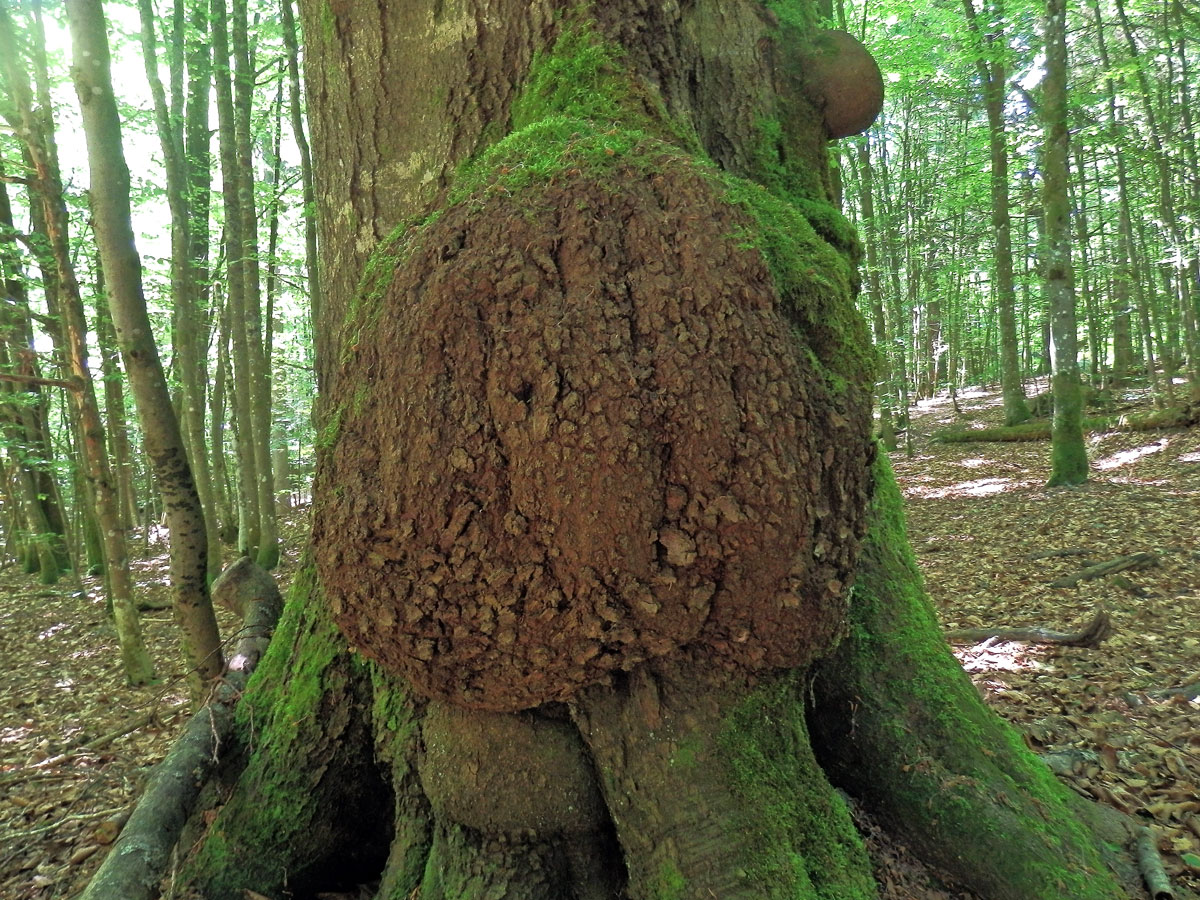 Nádor na buku lesním (Fagus sylvatica L.) (22a)