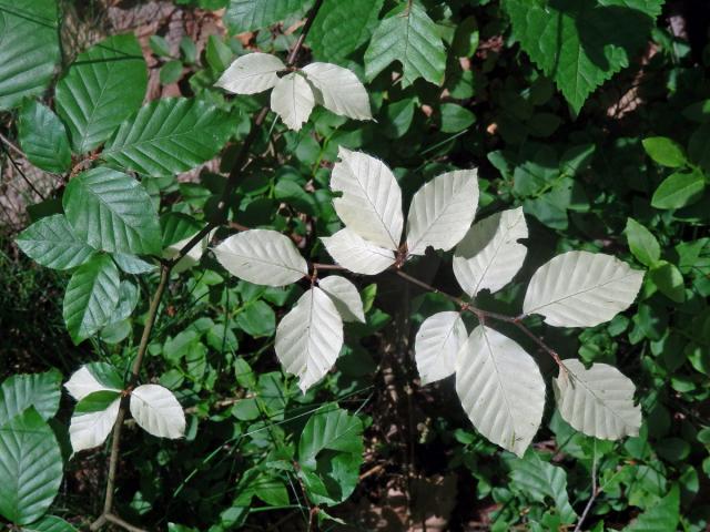 Buk lesní (Fagus sylvatica L.) s listy bez chlorofylu (1a)