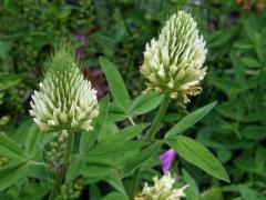 Jetel panonský (Trifolium pannonicum L.)